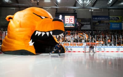 Grizzlys gehen baden gegen Eisbären